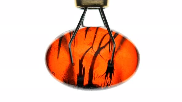 Movement of Black Liquid Inside the Oval Shell alt