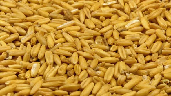 Grains of Raw Oat Groats Rotate  alt
