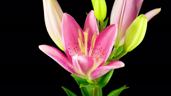 Time Lapse of Beautiful Pink Lily Flower Blossoms alt