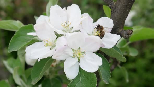Bee Collects Nectar on Blossoming Apple Tree Flower alt