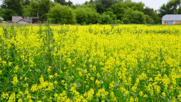 Blooming Yellow Rapeseed Field on the Outskirts of the Village Russia