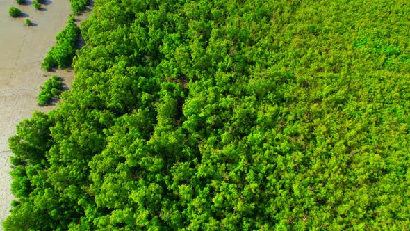 An aerial view from a drone flying over the mangrove forests along the coast alt