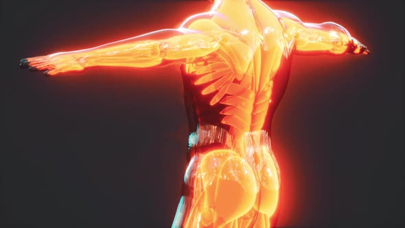 Human Muscular System Anatomical Infographic alt