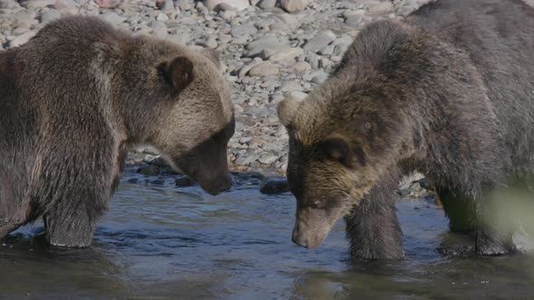 Close Up of Grizzly Bears Showing Teeth alt