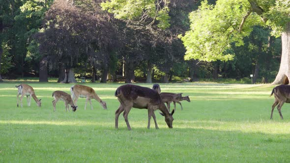 A Herd of Fallow Deer Grazes in a Meadow By a Forest on a Sunny Day alt
