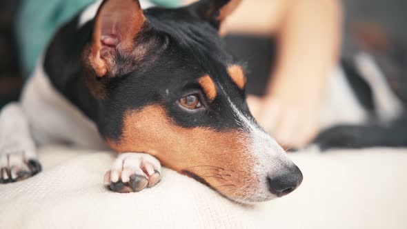 Closeup Shot of Basenji Dog's Face alt