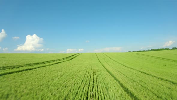 Flying Over a Green Wheat Field, Clear Blue Sky, Power Loop at the End. Agricultural Industry alt