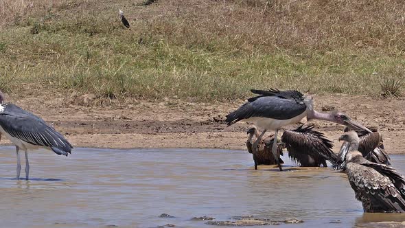 980156 African white-backed vulture, gyps africanus, Group standing at the Water Hole, having Bath, alt