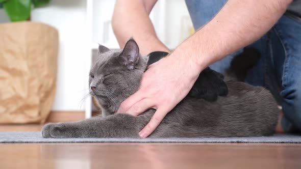 A Man Combs the Cat's Fur with Special Glove and Comb