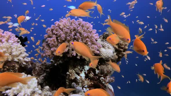 Underwater Colorful View alt