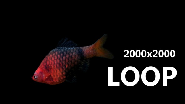 3D Fish Loop Animation alt