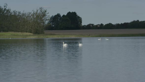 Swans Couple On Sea Tele Shot Superslow