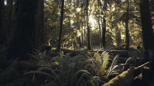 Wide shot of Backlit Ancient rainforest with ferns in Cathedral Grove Park on Vancovuer Island, Cana alt