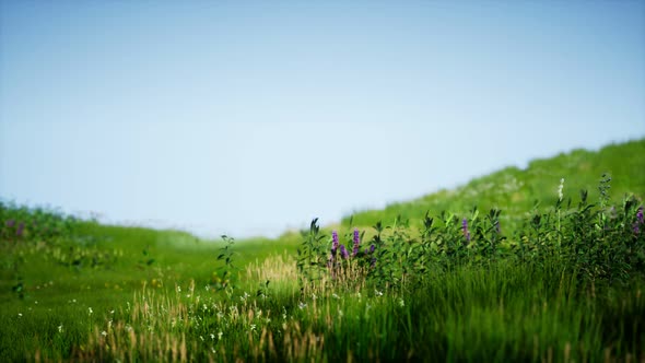 Field of Green Fresh Grass Under Blue Sky alt