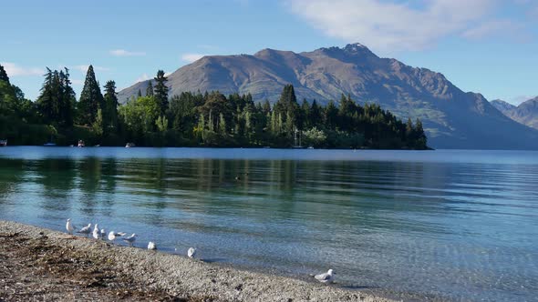 A group of seagull rest at the bank of Lake Wakatipu, Queenstown alt
