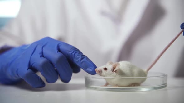 An Albino Mouse Sits in a Petri Dish and Sniffs the Hand of a Laboratory Assistant in a Blue Glove