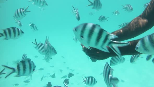 Feeding Coral Reef Fishes alt