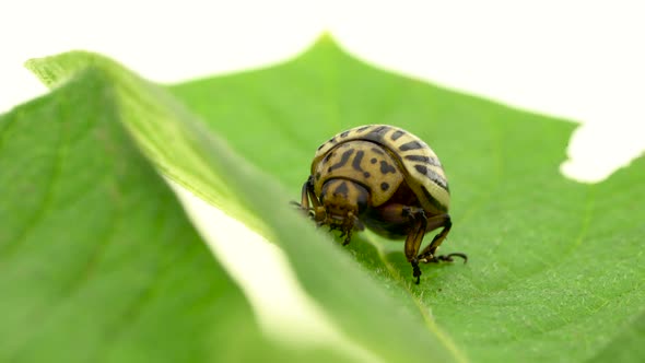 Pest in the Form of a Colorado Beetle Sits Leaf From a Potato on a White Background alt