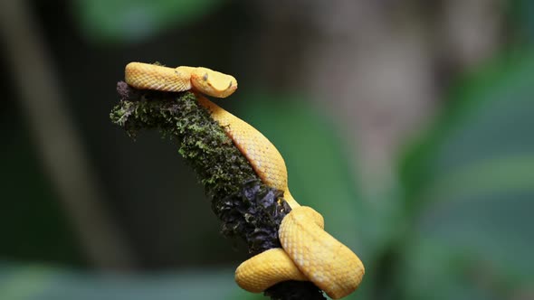 Costa Rica Snake, Wildlife of Eyelash Viper Snake (bothriechis schlegelii), Dangerous Rainforest Ani alt
