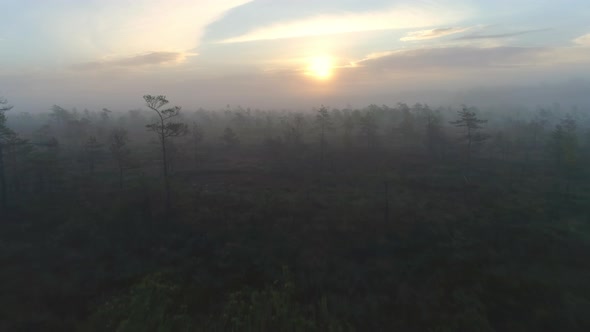 Sunrise in Bog Forest alt
