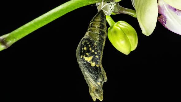 Development and Transformation Stages of Lime Butterfly -Papilio Demoleus - Malayanus Hatching Out alt