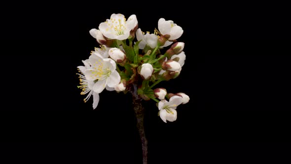 Timelapse of a White Flowers Cherry Blossom