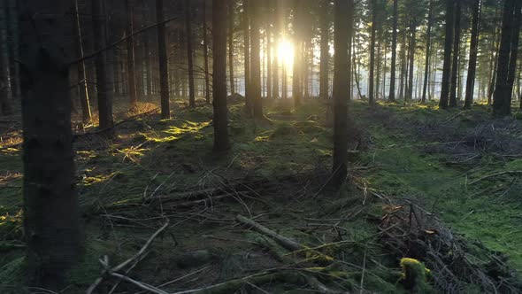 Drone Shot Flying Sideways in Forest at Sunrise