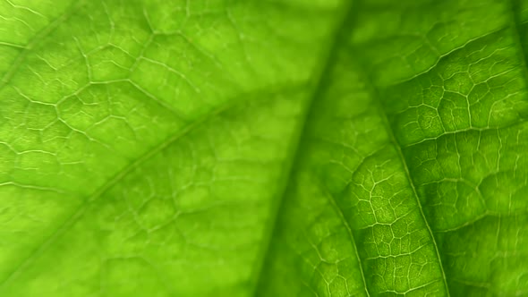 macro leaf plant. close-up with capulars and plant structure. Biology. alt