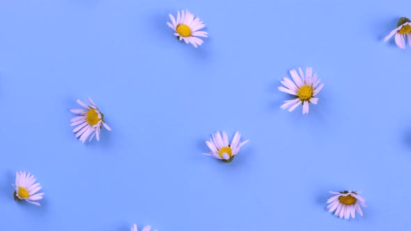 Rotating Background of Daisies or White Flowers on a Blue Background