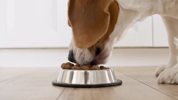 Dog Beagle Eating Granule From Metal Bowl at Home alt