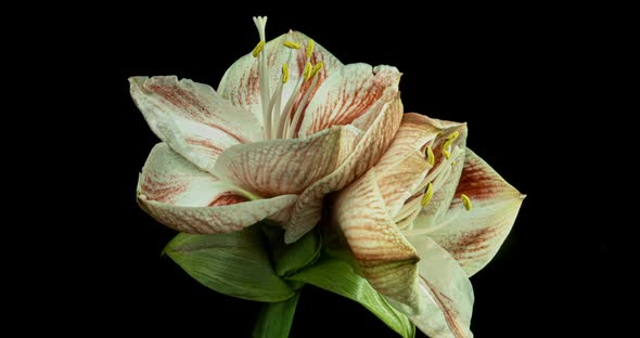Time-lapse of Growing, Opening and Rotating White Amaryllis Matterhorn Christmas Flower 1C2 Isolated alt