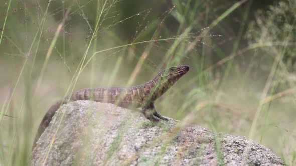 Plated Lizard sits on rock, beautifully framed by foreground grasses alt