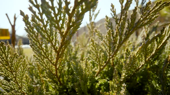 Fluffy Branches of an Evergreen Coniferous Shrub in the Rays of Sunlight alt