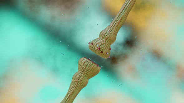 opioids, Acetylcholine release, neurotransmitter release mechanisms alt