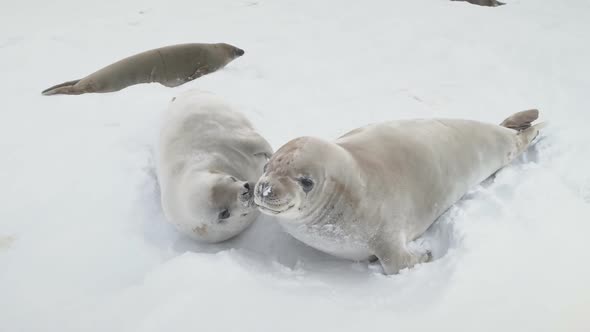 Young Weddell Seal Play Together Close-up View alt