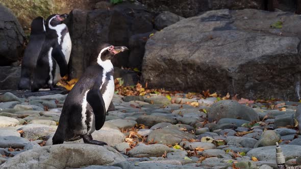 Humboldt penguin (Spheniscus humboldti) standing on rocks