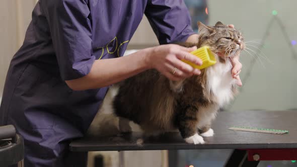 Grooming, combing a Maincoon cat in the salon for animals. Groomer scratches the fur of a cat alt