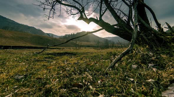 Time Lapse of Death Tree and Dry Yellow Grass at Mountian Landscape with Clouds and Sun Rays alt