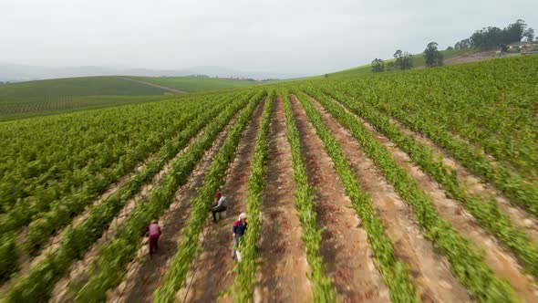 A dolly in aerial view of a cloudy day in a vineyard in the Leyda Valley, Chile alt