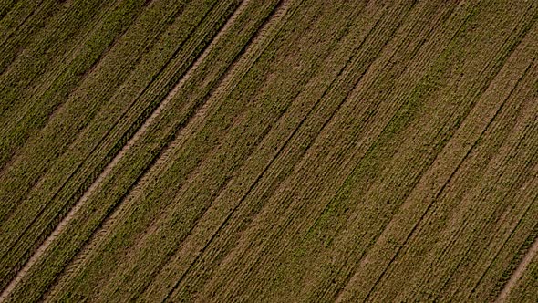 Farmland Soil From Above