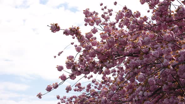Japanese Cherry Blossom 14 alt