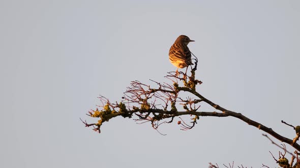 Eurasian Skylark Bird Perched Tree Slow Motion Static Shot Animal