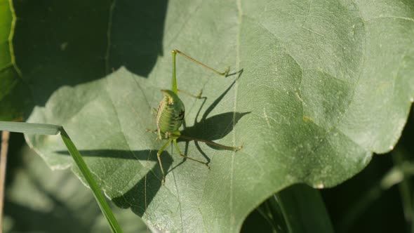 Hidden in the grass great green bush-cricket Tettigonia viridissima insect 4K footage alt