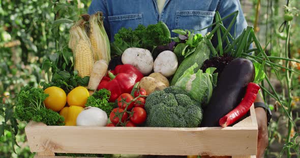 Crop View of African American Person Holding Box of Colourful Vegetables and Greenery While Standing alt