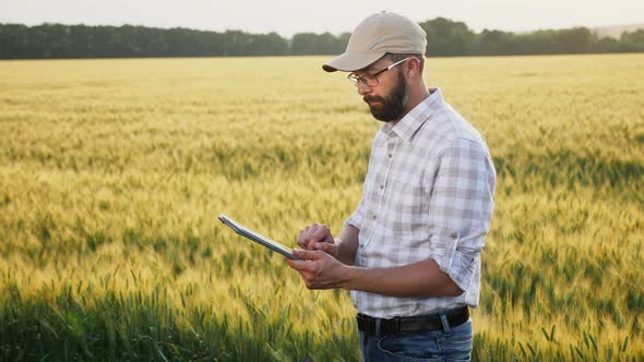Man with Beard Works on a Digital Tablet in a Wheat Field alt