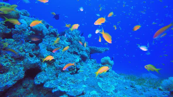 Underwater Sea Marine Reef alt