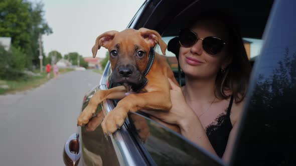 German Boxer Puppy Rides in the Car and Looks Out the Window Dog Travel alt