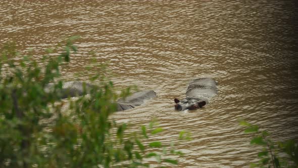 Hippos in a river alt