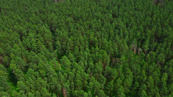 Aerial View Treetops In The Forest alt