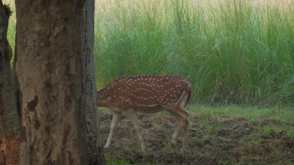 Young Female Chital or Spotted Deer Walking. Fresh Green Grass in the Forest of Ranthambore National alt